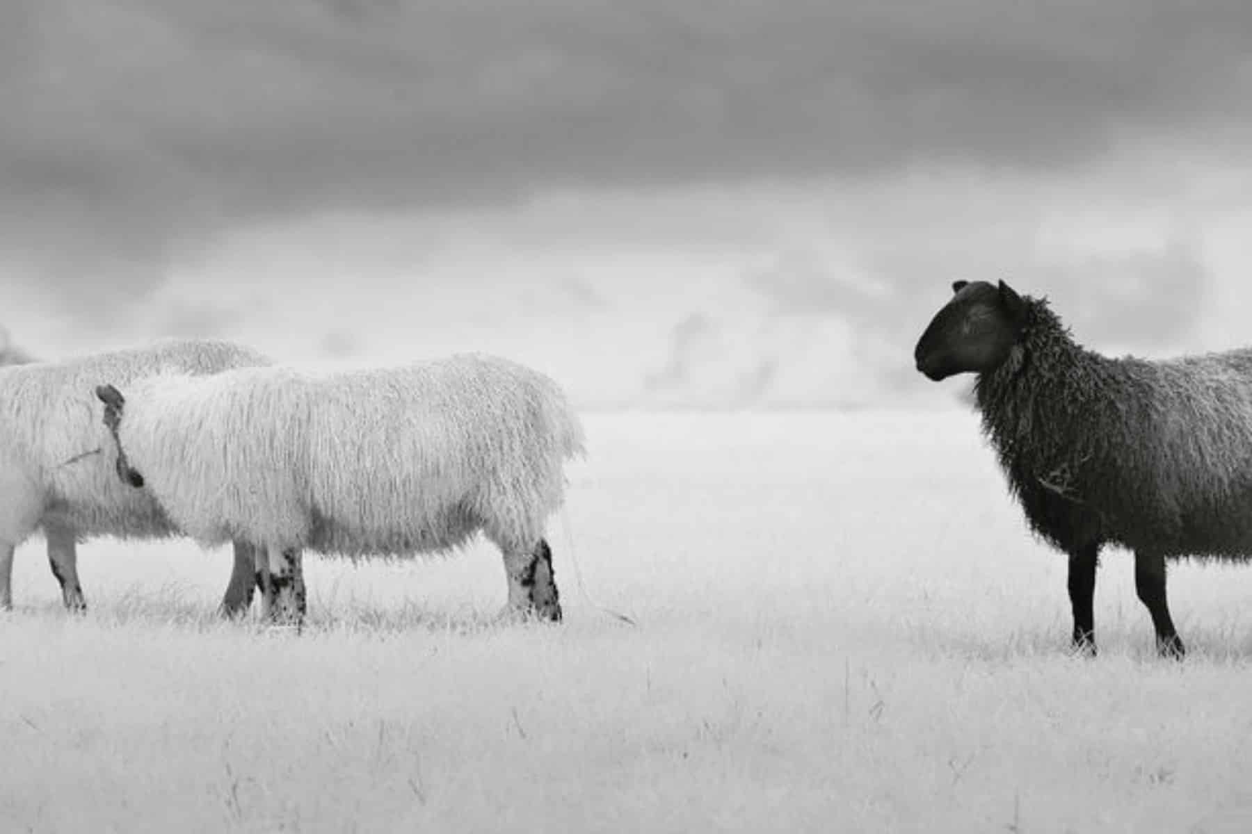 the-power-of-being-the-black-sheep-in-your-family