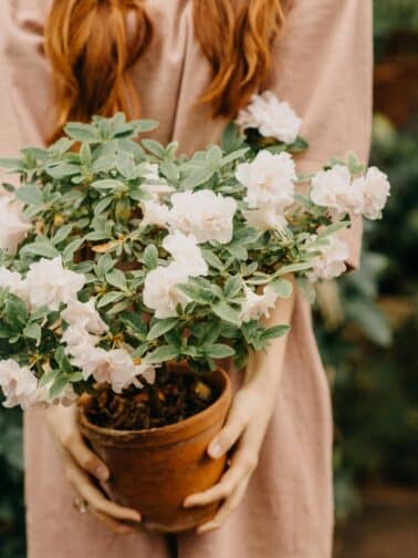 Tend to the soil; don't blame the plant. | Annie Wright, LMFT | www.anniewright.com