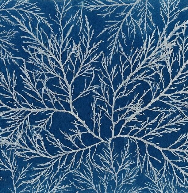 Abstract fine art image | Annie Wright, LMFT