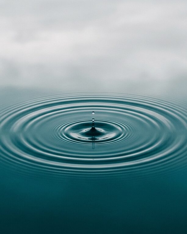 Macro photography of a sing